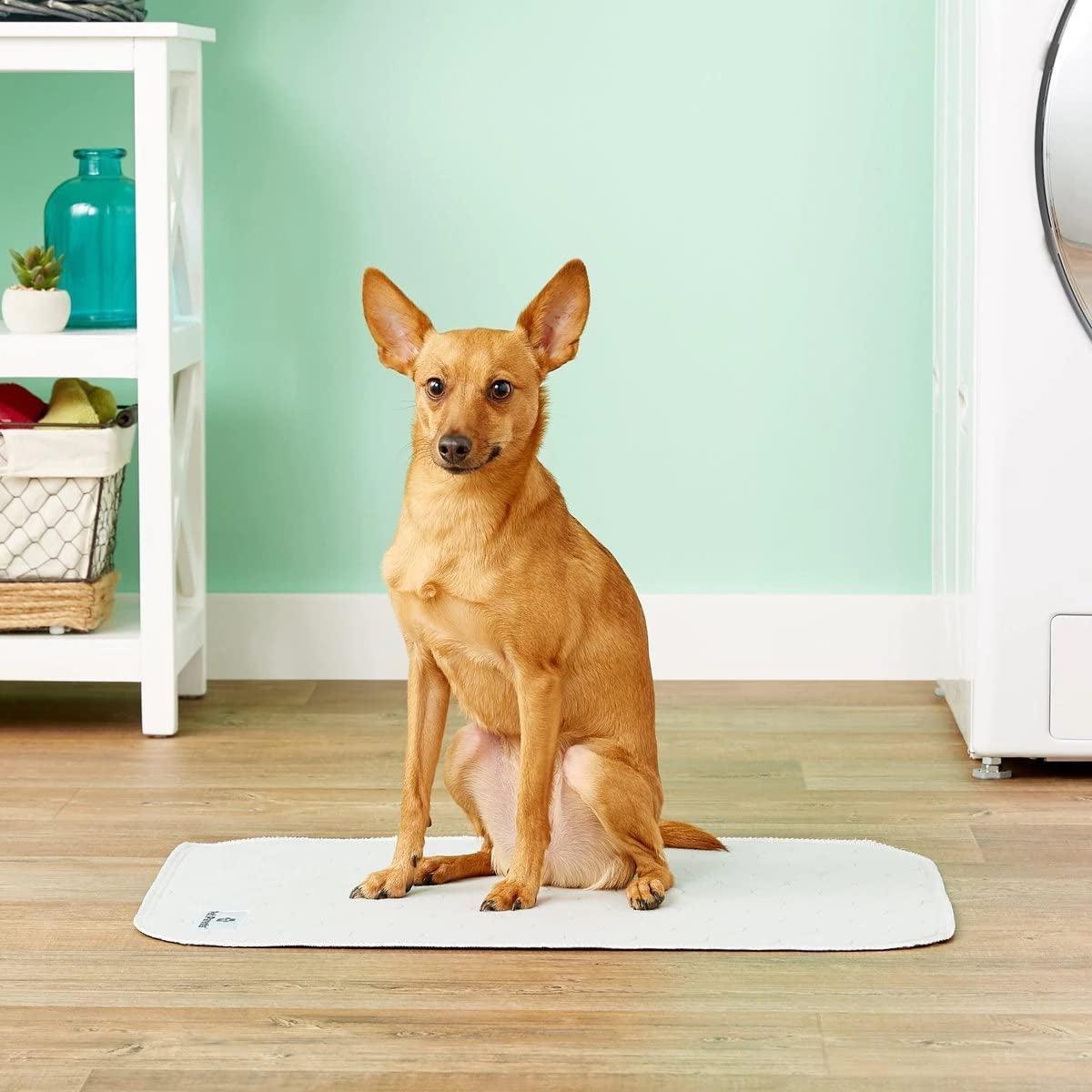 Professional Dog Pee Pads 18x24" - District Goods